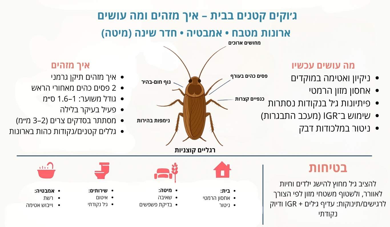 גוקים קטנים מדריך