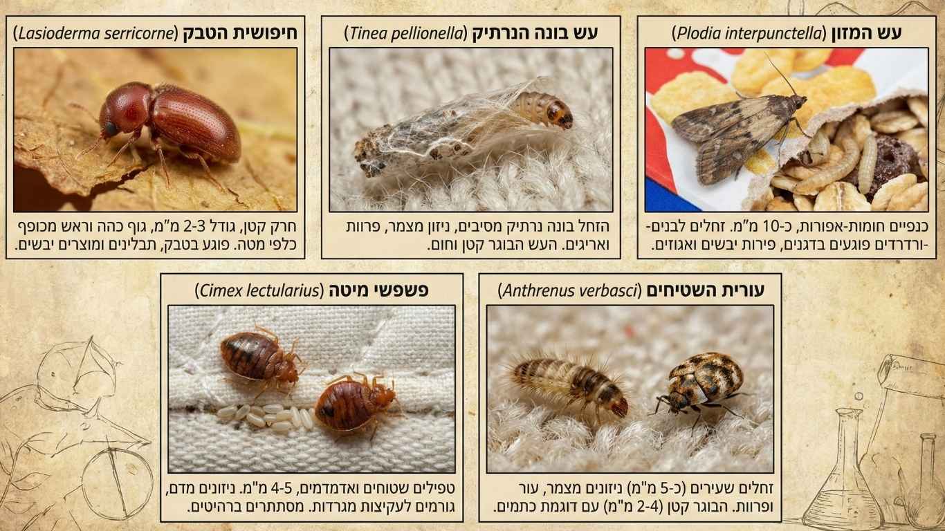 סוגי חרקים בישראל סוגי חרקים בישראל